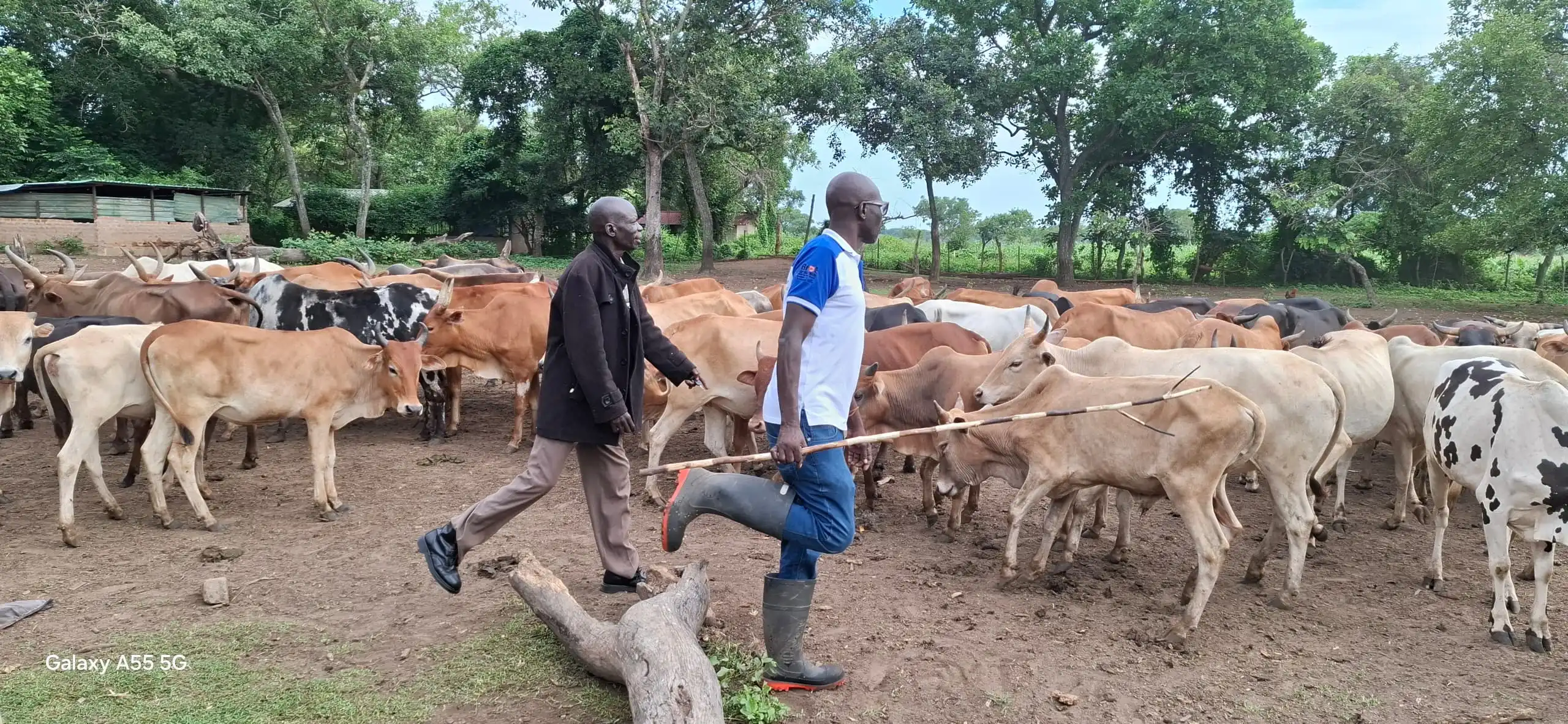 Cattle at ECU Farm